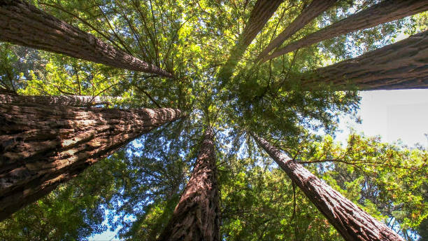 How Our Tree Care Process Works  in  Hoboken, NJ