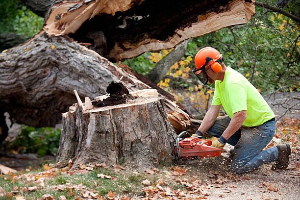 Best Lawn Dethatching  in Hoboken, NJ