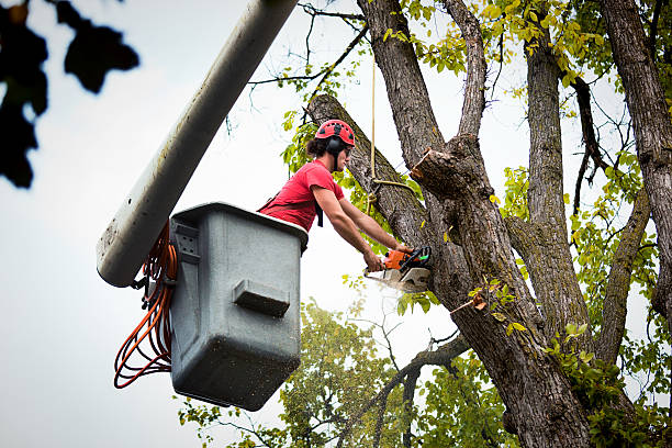 Best Leaf Removal  in Hoboken, NJ